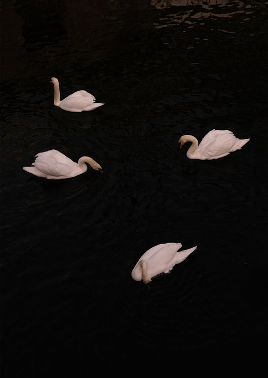 'Berlin Swans' - 2025